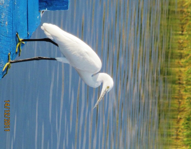 Plenty of fantastic birds at Lake Chilwa