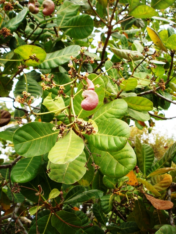Cashew nut tree