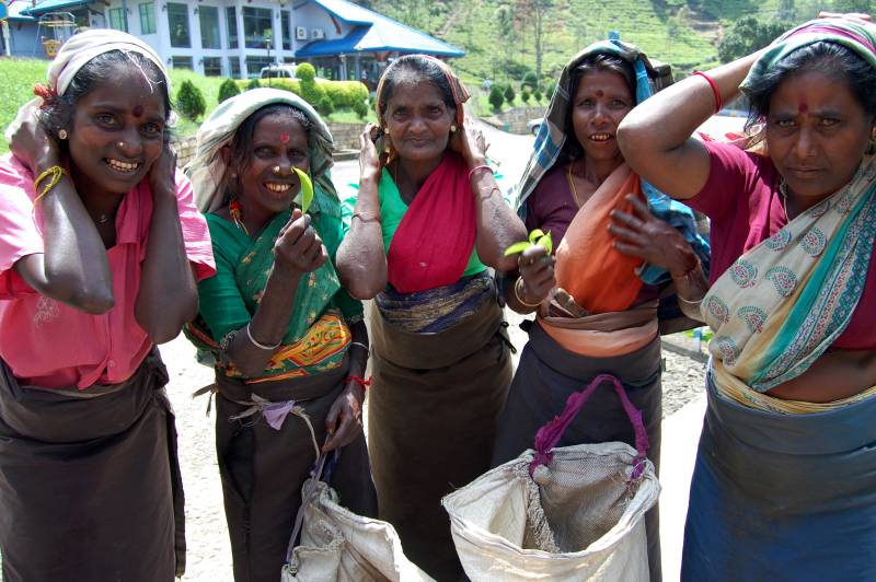 tea pickers - Nuwara Eliya