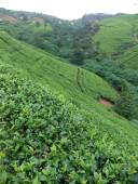 Nuwara Eliya tea area