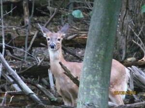 We need animals around. They need space and clean nature