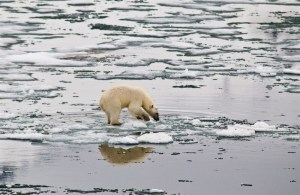 Polar bear on melting sea ice. Photo: Peter Prokosch, GRID-Arendal
