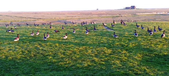 Geese at Hoog